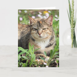 Katze Karte