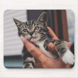 Katze, Kätzchen, Hand Mousepad