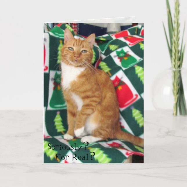 Katze, Kätzchen, Weihnachten, Rettung, Foto Feiertagskarte (Vorderseite)