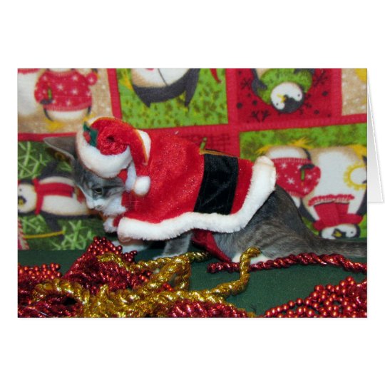 Katze, Kätzchen, Weihnachten, Rettung, Foto Karte