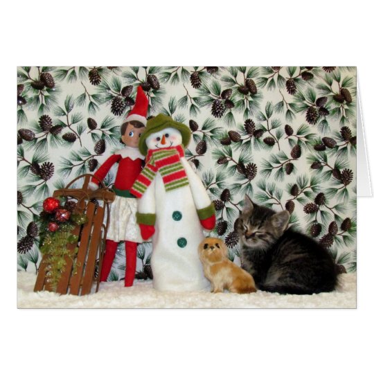 Katze, Kätzchen, Weihnachten, Rettung, Foto Karte