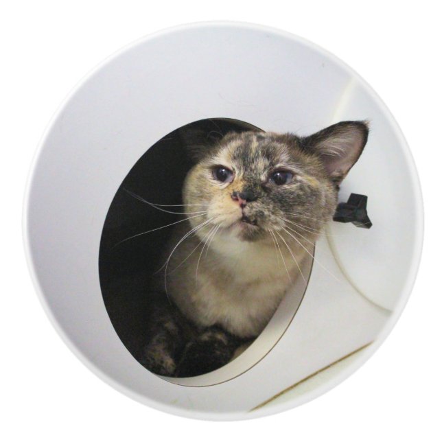 Katze  keramikknauf (Vorderseite)