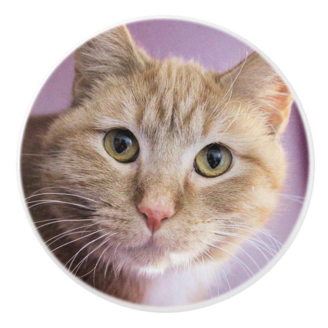 Katze Keramikknauf (Vorderseite)