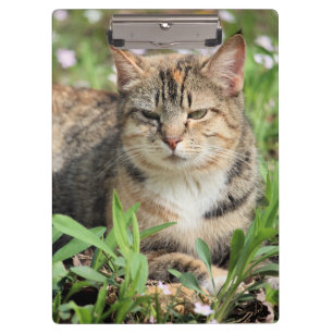 Katze Klemmbrett