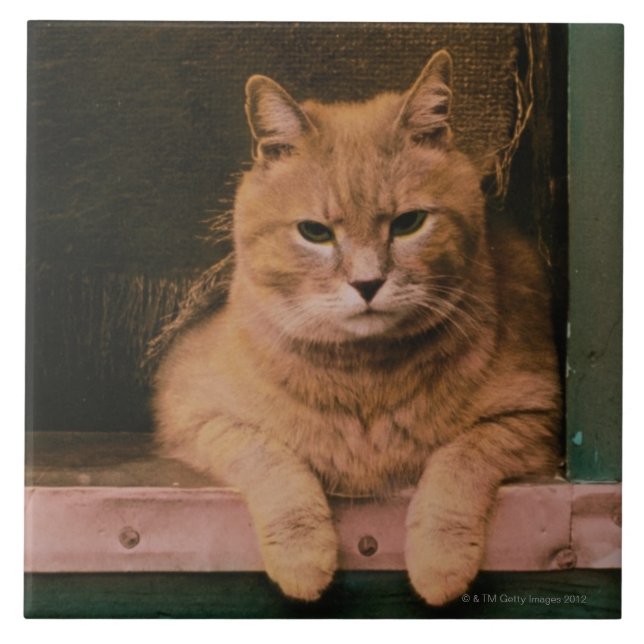 Katze lehnt sich auf Windowsill Fliese (Vorderseite)