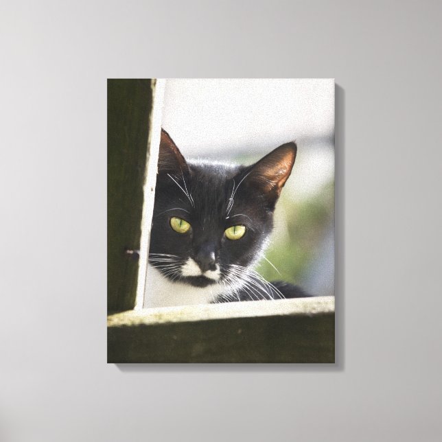 Katze Leinwanddruck (Vorderseite)