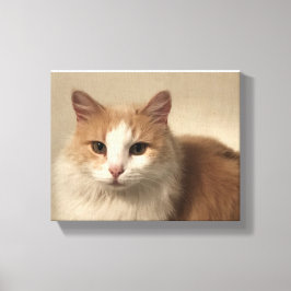 Katze Leinwanddruck