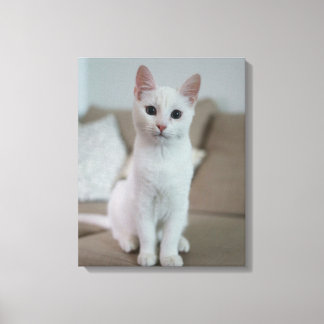 Katze Leinwanddruck