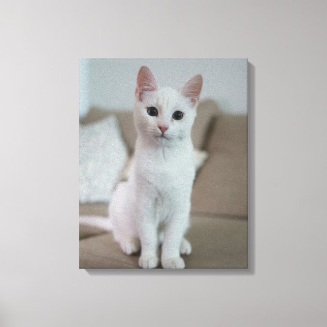 Katze Leinwanddruck (Vorderseite)