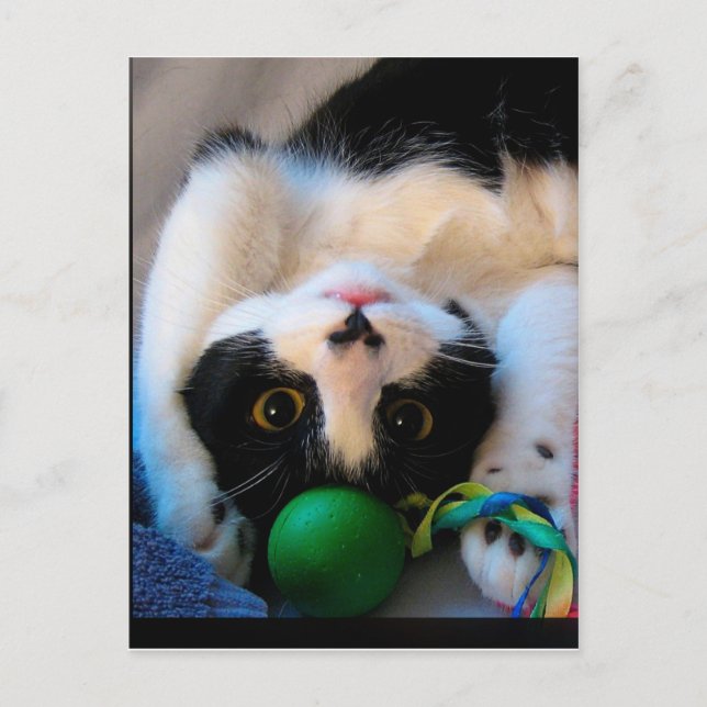 Katze liegt auf dem Bett Postkarte (Vorderseite)