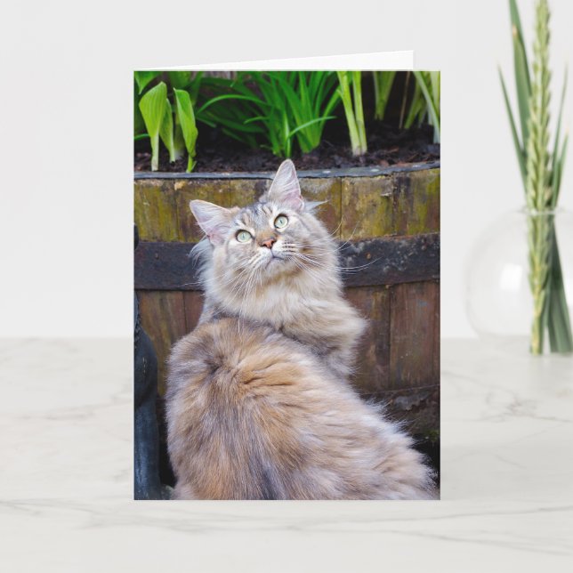 Katze, löschen jede mögliche Gelegenheit, Karte (Vorderseite)