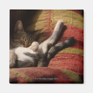 Katze Lounging Magnet