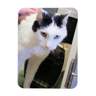 Katze Magnet