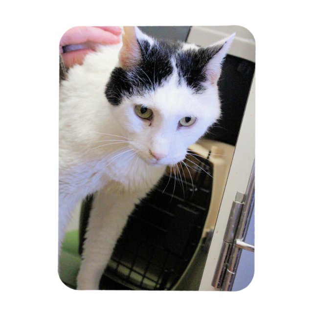 Katze Magnet (Vertikal)