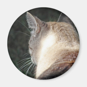 Katze Magnet