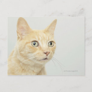 Katze mit Augen offen, nah Postkarte