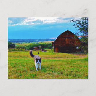 Katze mit Barns Postkarte