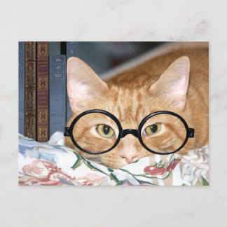 Katze mit Brillen und Büchern Postkarte