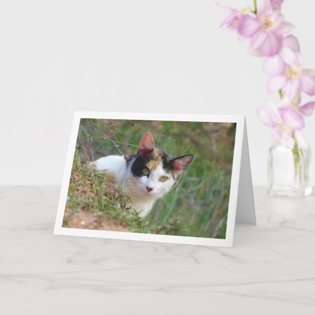 Katze mit Calico Muster Karte (Orchidee)