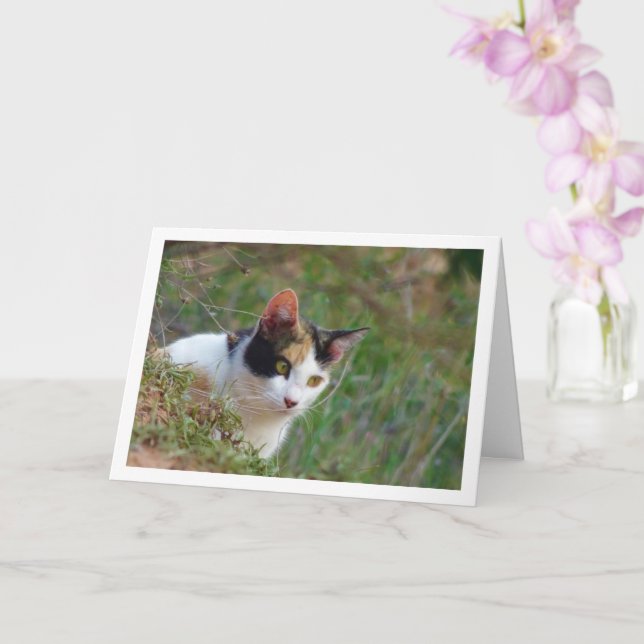 Katze mit Calico Musterkarte Karte (Orchidee)