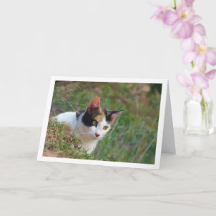Katze mit Calico Musterkarte Karte