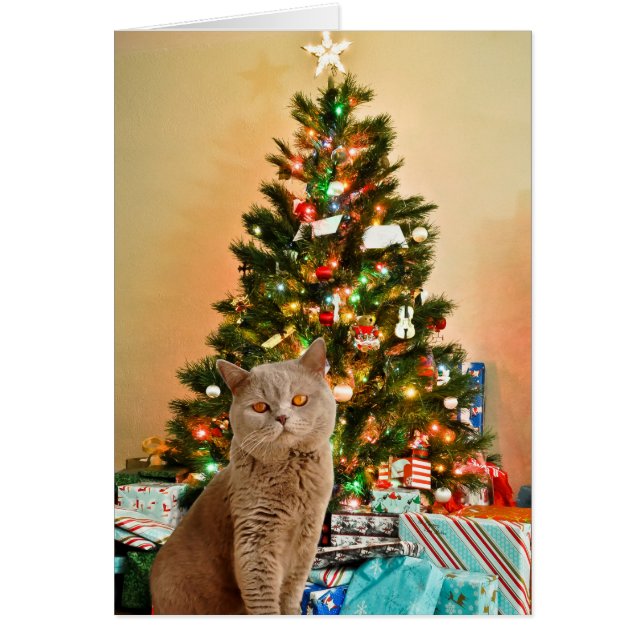 Katze mit dekoriertem Weihnachtsbaum und Geschenkb (Vorne)