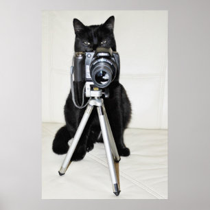 Katze mit der Kamera - Poster