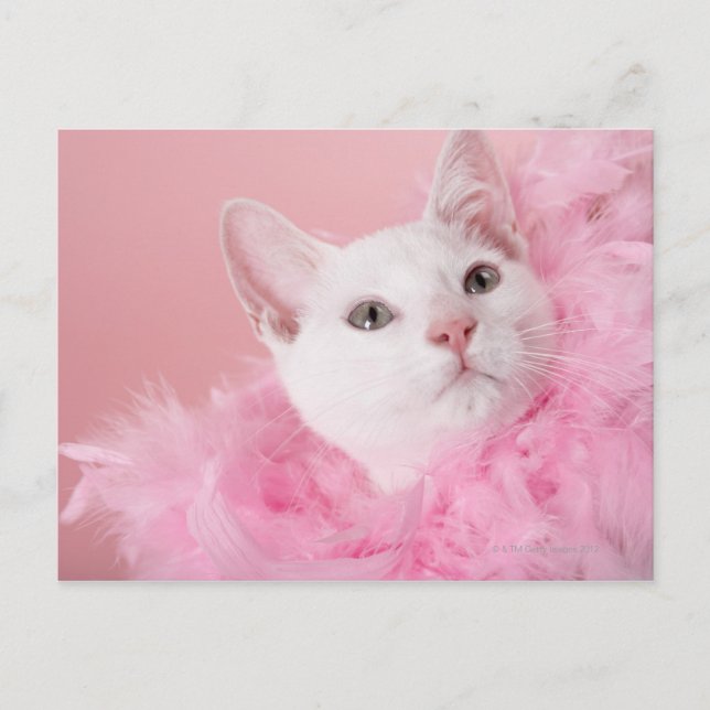 Katze mit Federbohne Postkarte (Vorderseite)