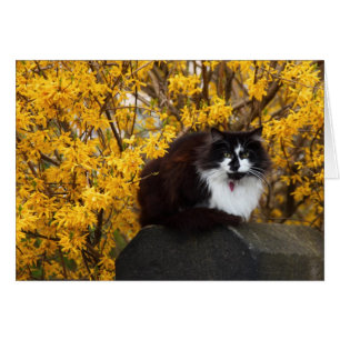 Katze mit Forsythia-Blume