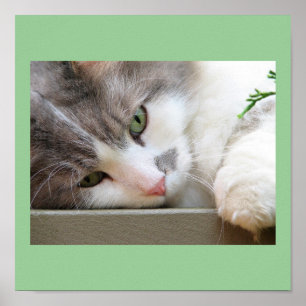 Katze mit grünen Augen Poster