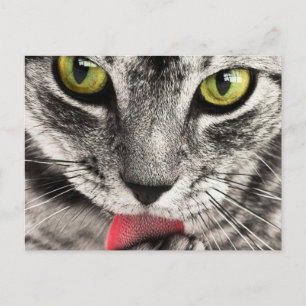 Katze mit herausgestreckter Zunge leckt Postkarte