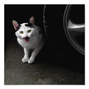 Katze mit Mustache Fotodruck