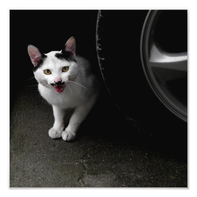Katze mit Mustache Fotodruck (Vorne)