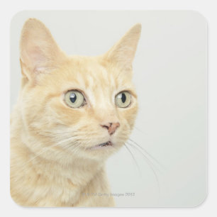 Katze mit offenen Augen Quadratischer Aufkleber