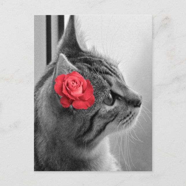 Katze mit Rose Postkarte (Vorderseite)