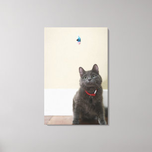 Katze mit Spielzeug Leinwanddruck