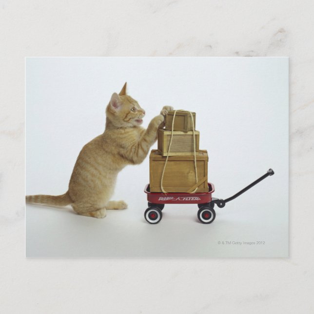 Katze mit Wagen und Kisten Postkarte (Vorderseite)