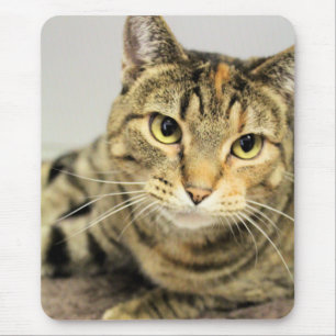 Katze Mousepad