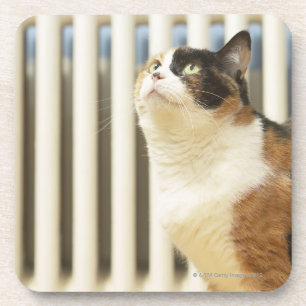Katze nahe bei Heizkörper Getränkeuntersetzer
