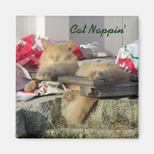 Katze Nappin Magnet