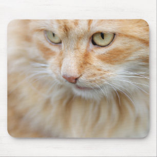 Katze, Natur, Kätzchen Mousepad