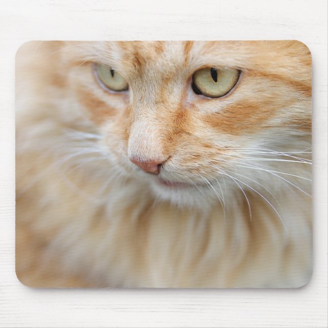 Katze, Natur, Kätzchen Mousepad (Vorne)