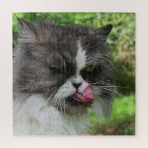 Katze, niedlich, Haustier, Graue, Zorn, Haustier,