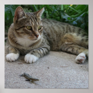 Katze, niedlich, Haustier, Graue, Zorn, Haustier, Poster