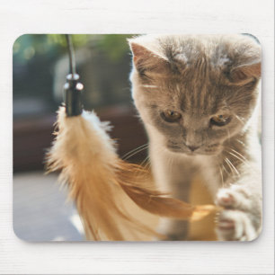 Katze, niedlich, spielen mousepad