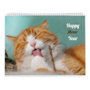 Katze Niedliche Lustige Katzen Liebenswerte Kätzch Kalender