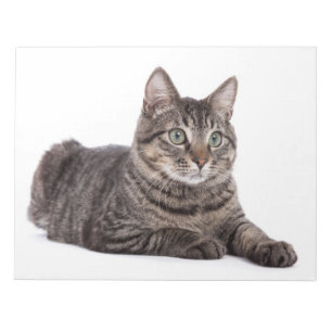 Katze Notizblock