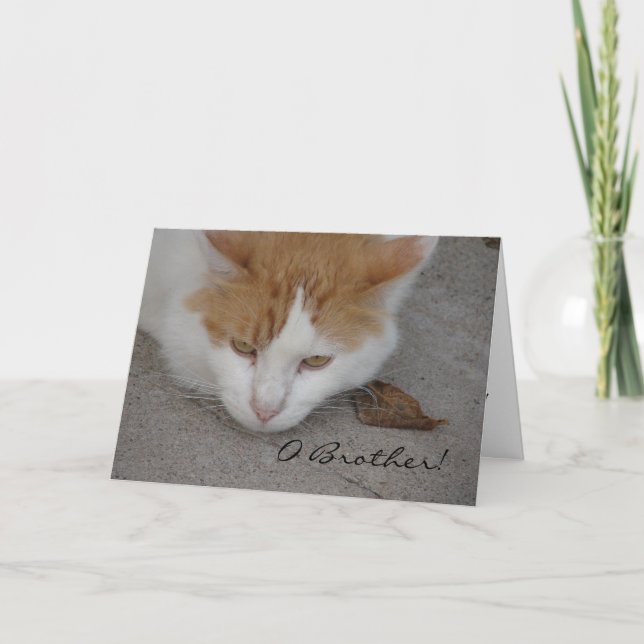 Katze, O Bruder, Belated Birthday Karte (Vorderseite)