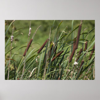 Katze o' neun Schwanz Poster