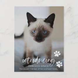 Katze oder Kitten Adoption Foto-Karte, Einführung Postkarte